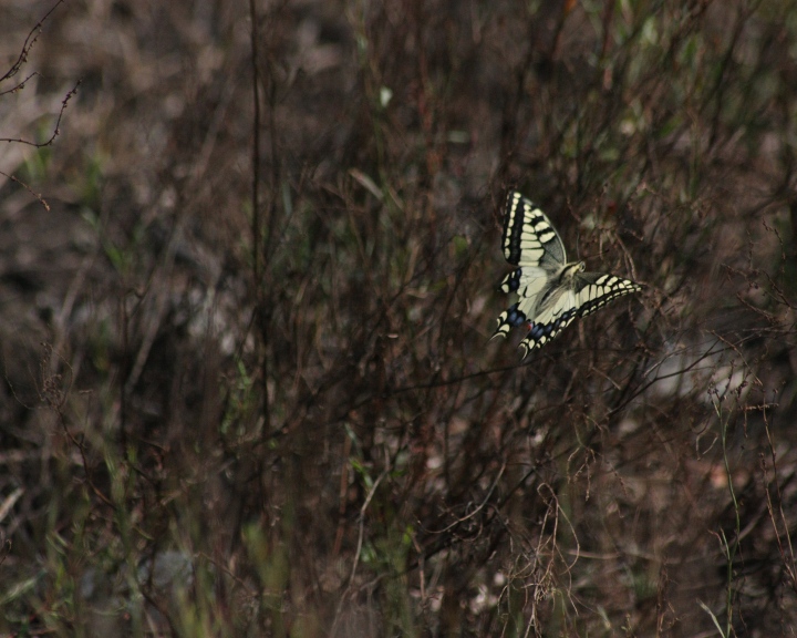 Papilio machaon